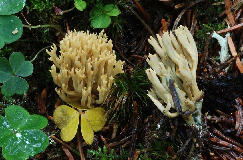 Ramaria sp.